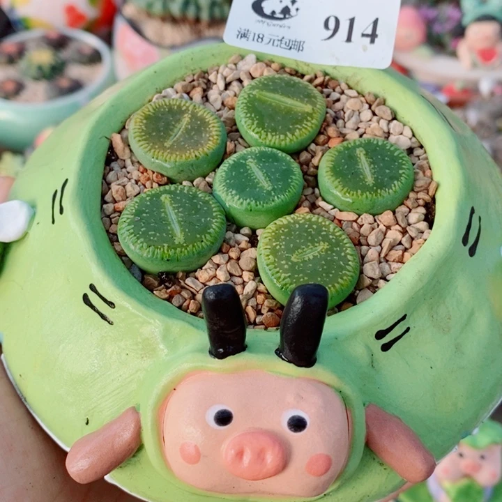 生石花花花花花花914