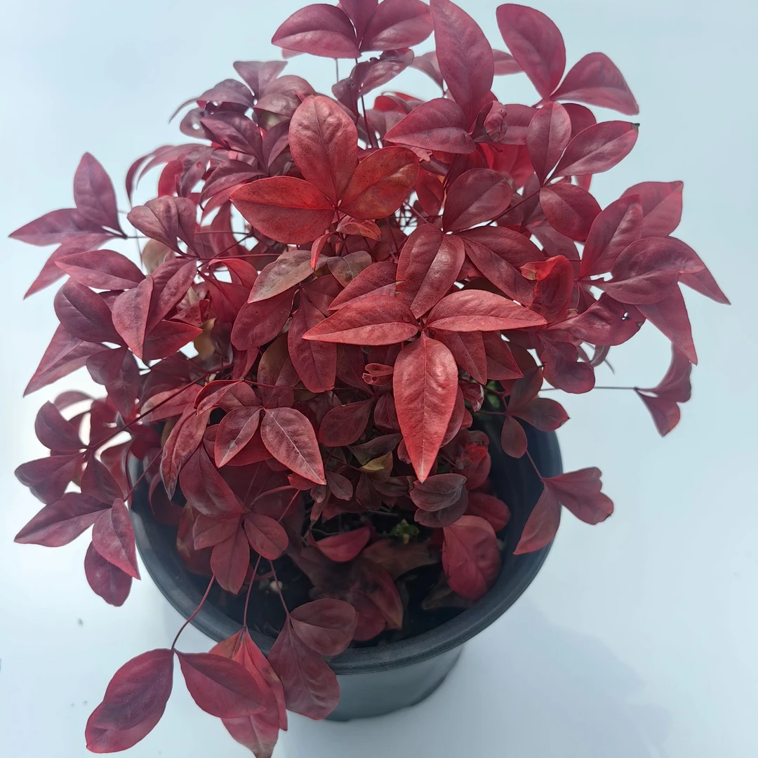 火焰南天竹庭院植物阳台耐热耐寒
