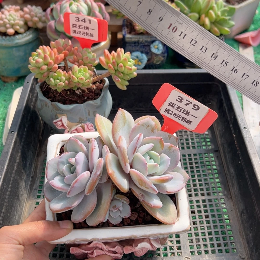 表妹精品多肉植物379.