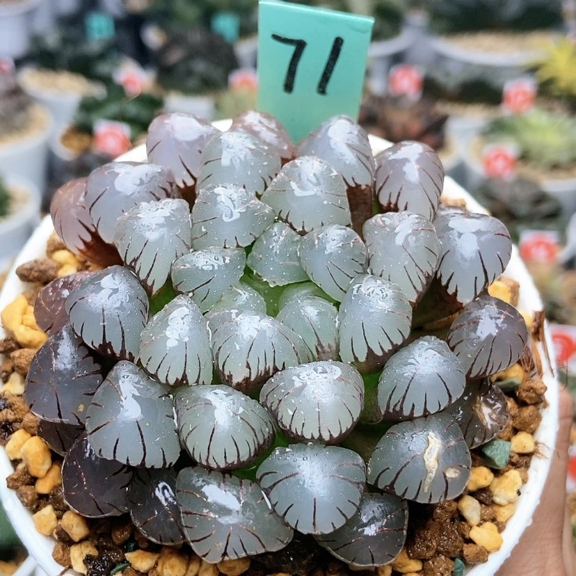 【闪购商品】71紫肌冰灯