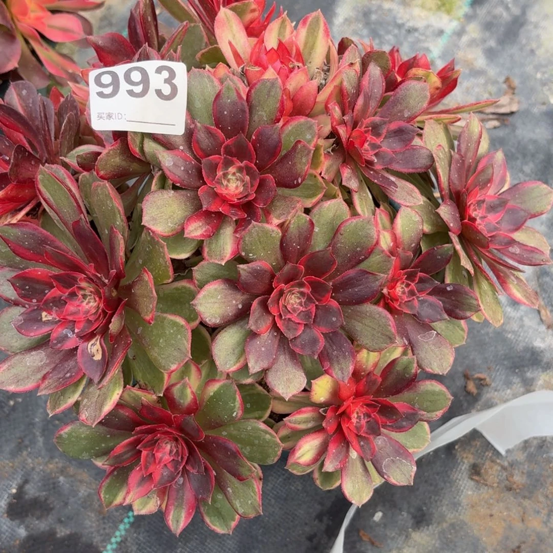 993黑膜锦多肉植物