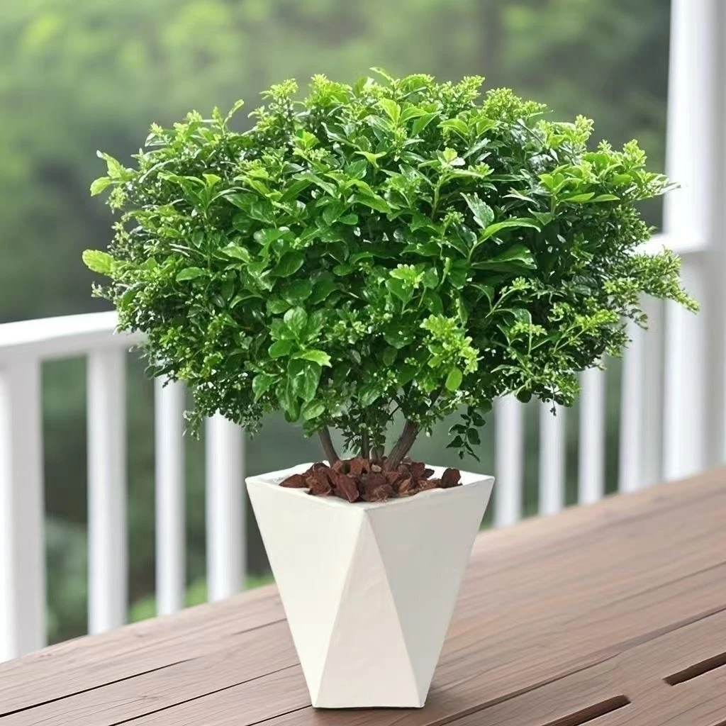 米兰花盆栽适合室内阳台庭院种植四季开花散发清香一个月开花