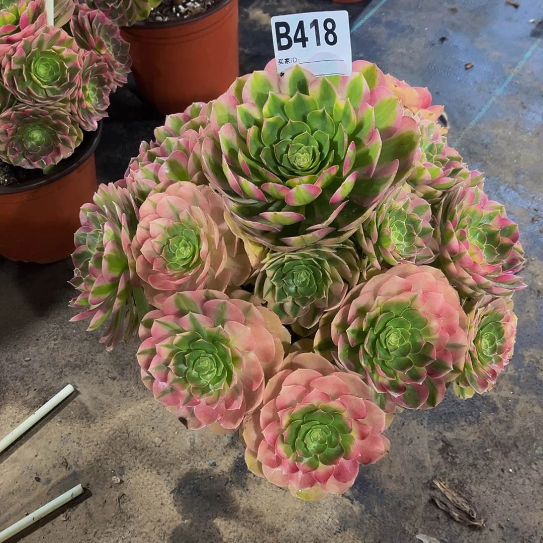 微****有雨荷一物一拍418