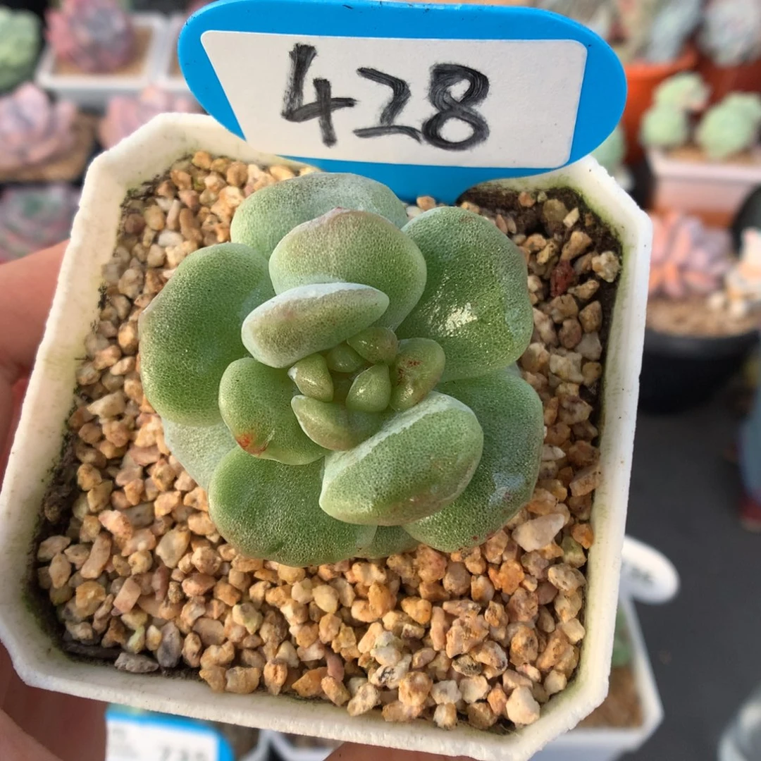 428冰玉石化多肉植物