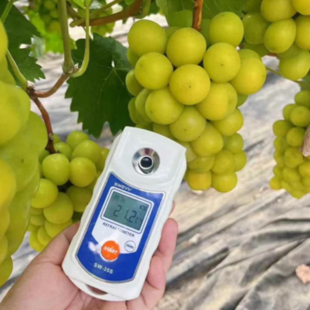 阳光玫瑰一盒19.9云南省