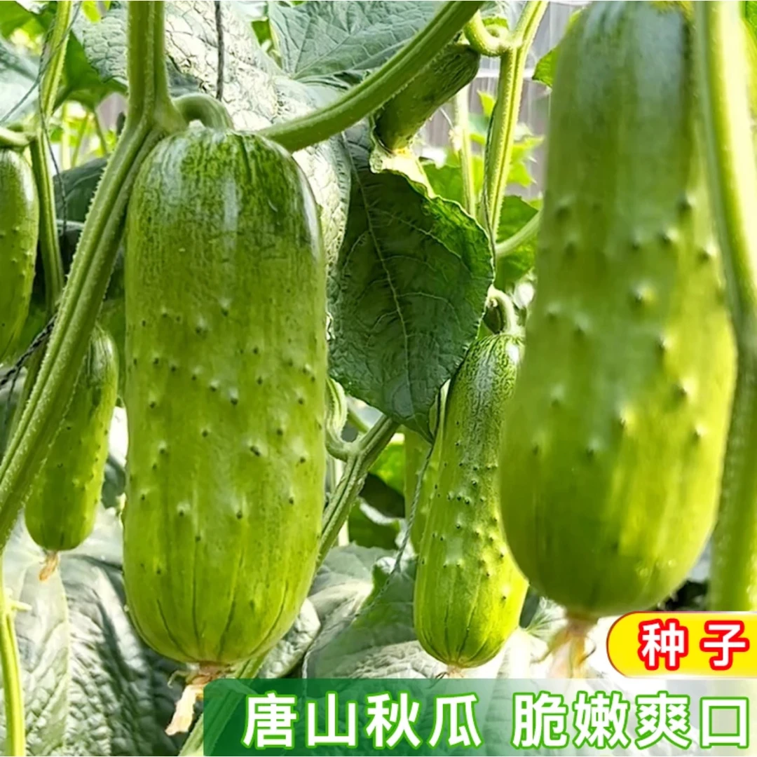 唐山秋瓜种籽 老品种瓜阳台种植庭院盆栽农家小菜园地蔬菜lz