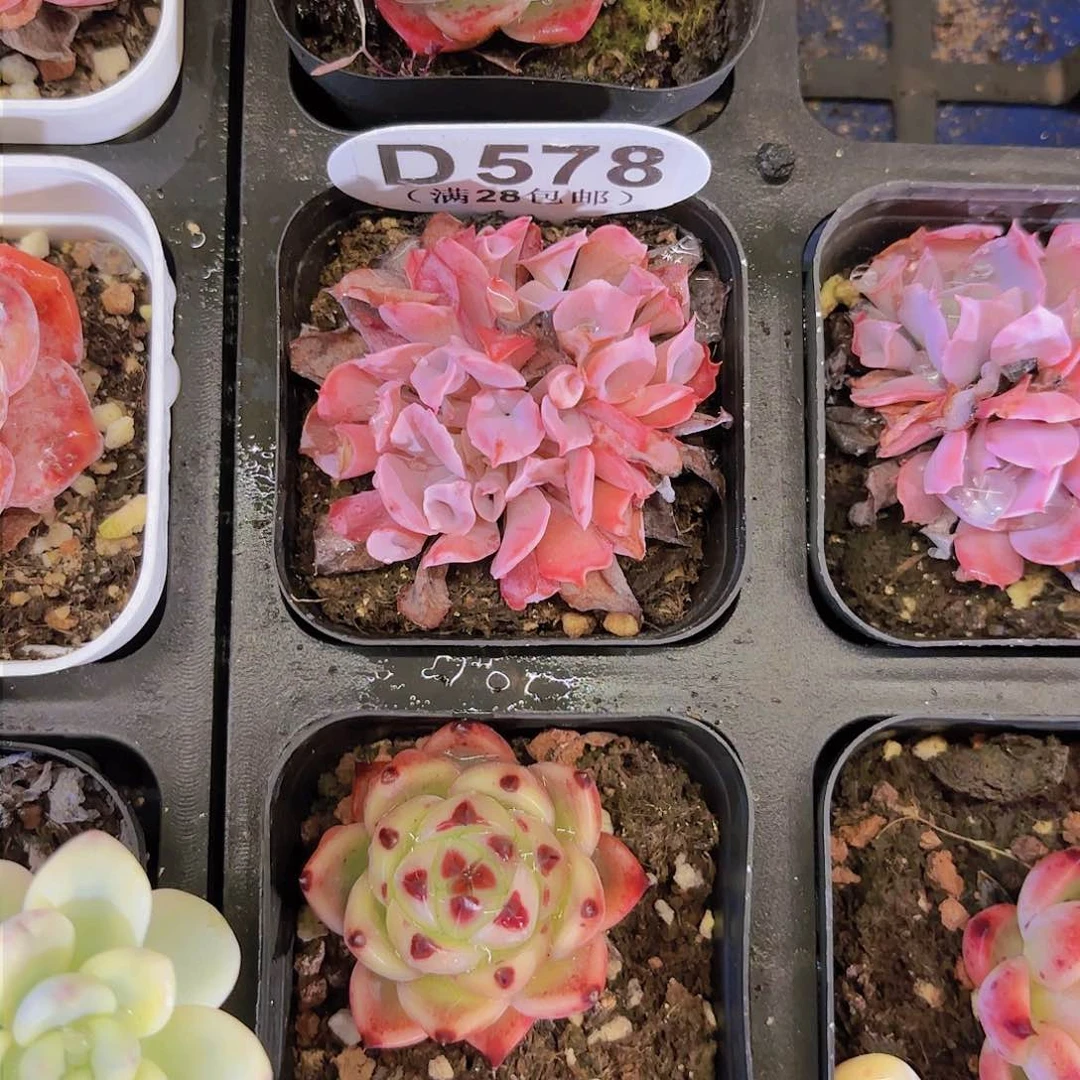 叽**噜D578猪鼻子yi eu yi pai