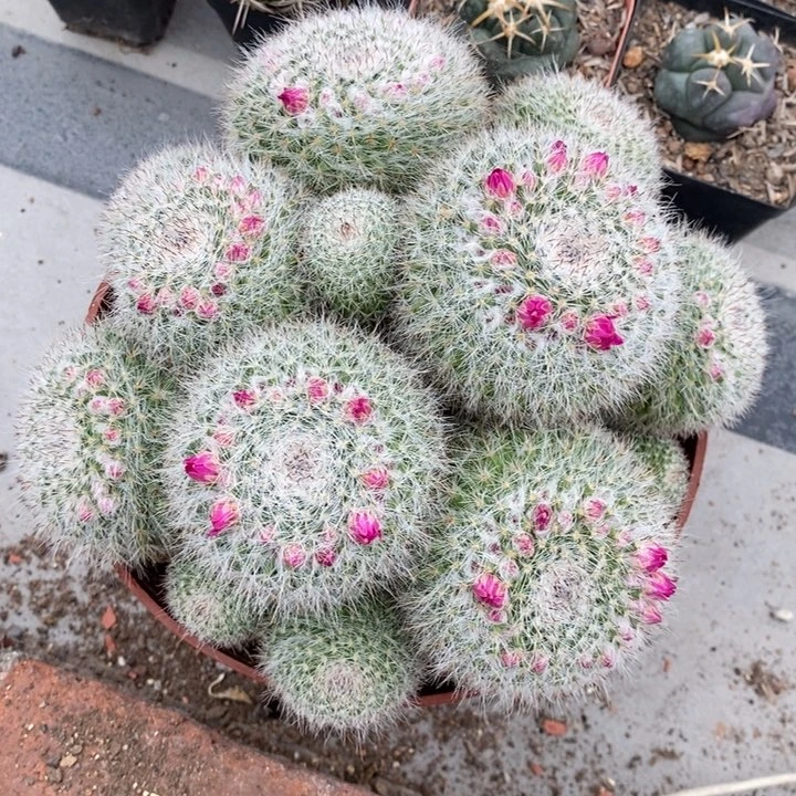 【闪购商品】玉翁群