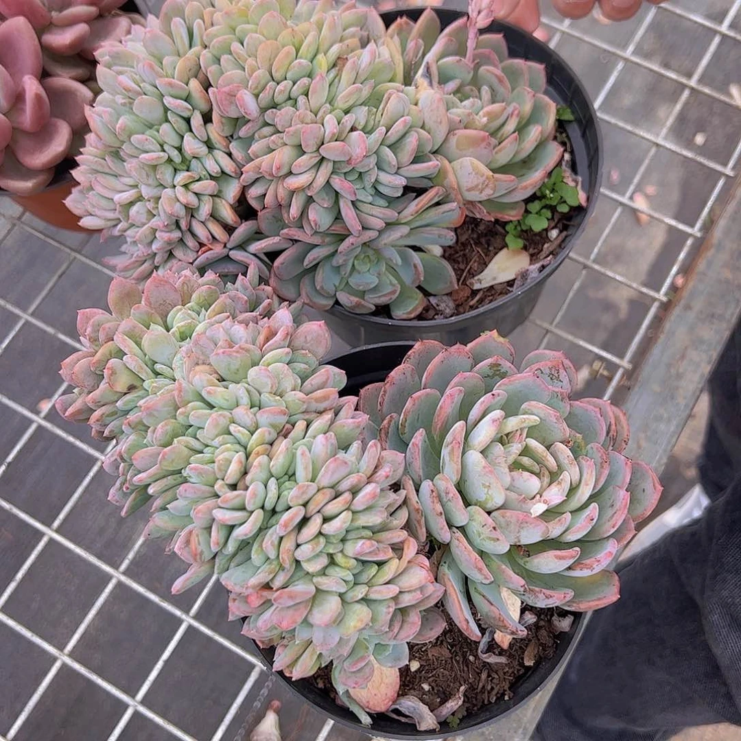 玛瑙缀 整桩整群