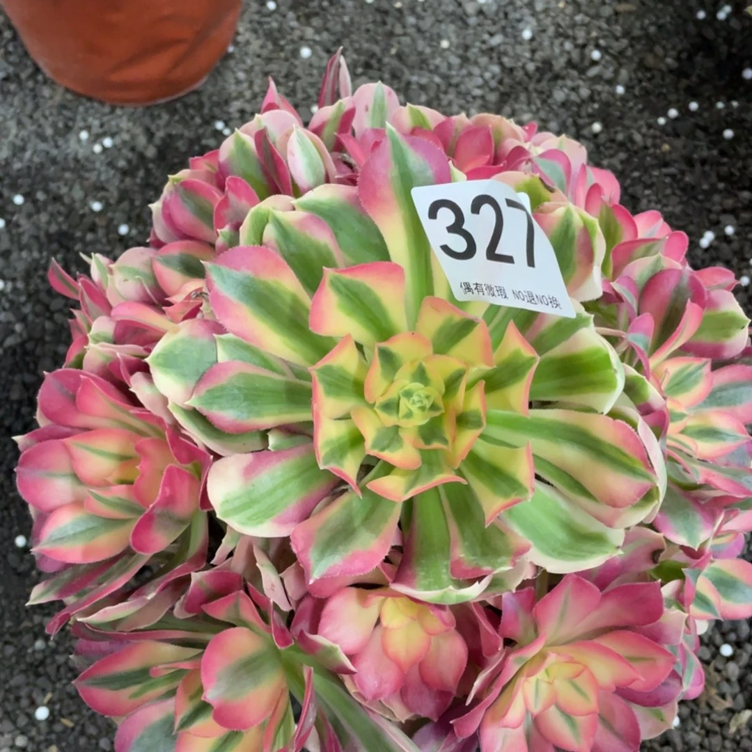 我是真的很喜欢这个