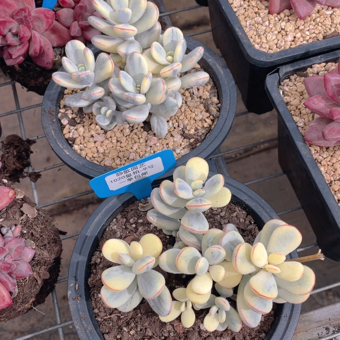 1020-9-福娘锦群福利一颗量拍