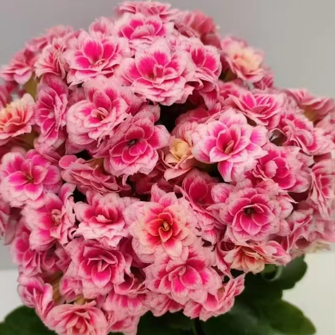 23新品美女胭脂瑕疵处理苗不售后 110盆 一代独杆