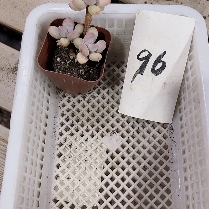 ?96密密麻麻密密麻麻