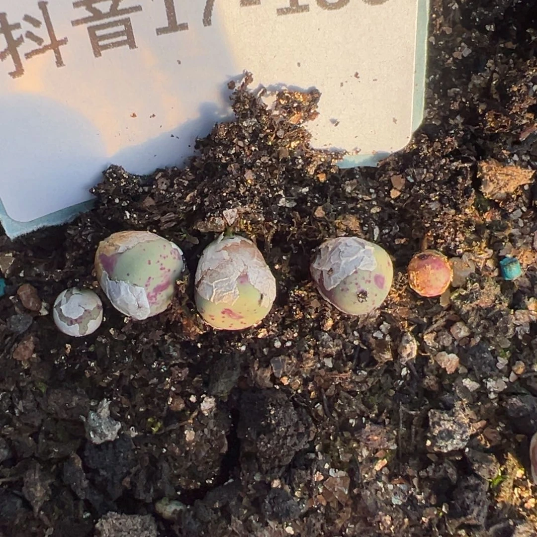 17-136量拍红嘴一颗。多肉