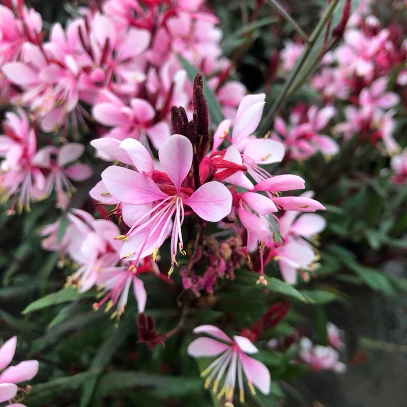 千鸟花白蝶花白桃花山桃草盆栽耐冻耐热阳台花园多年生草本