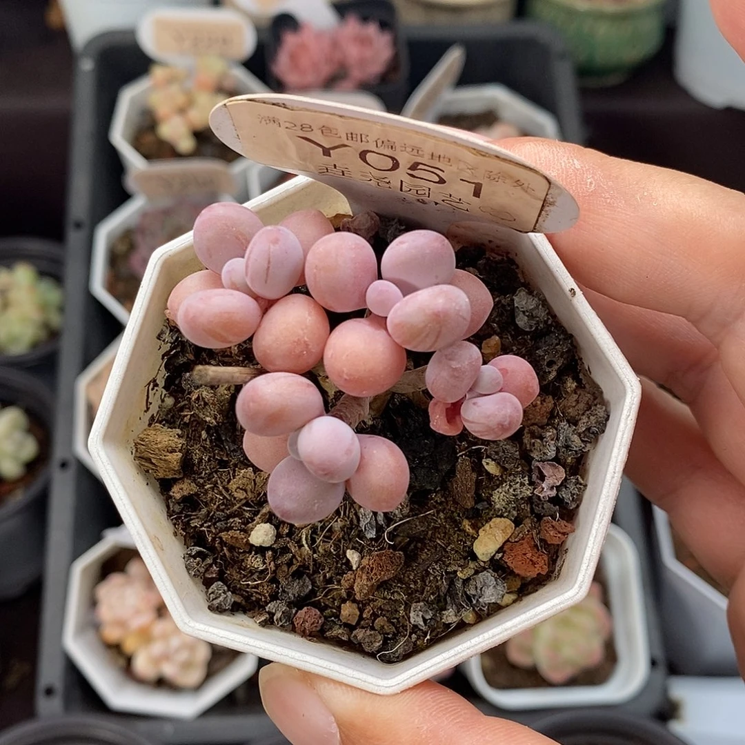 0051 亚美桃蛋 4.5cm