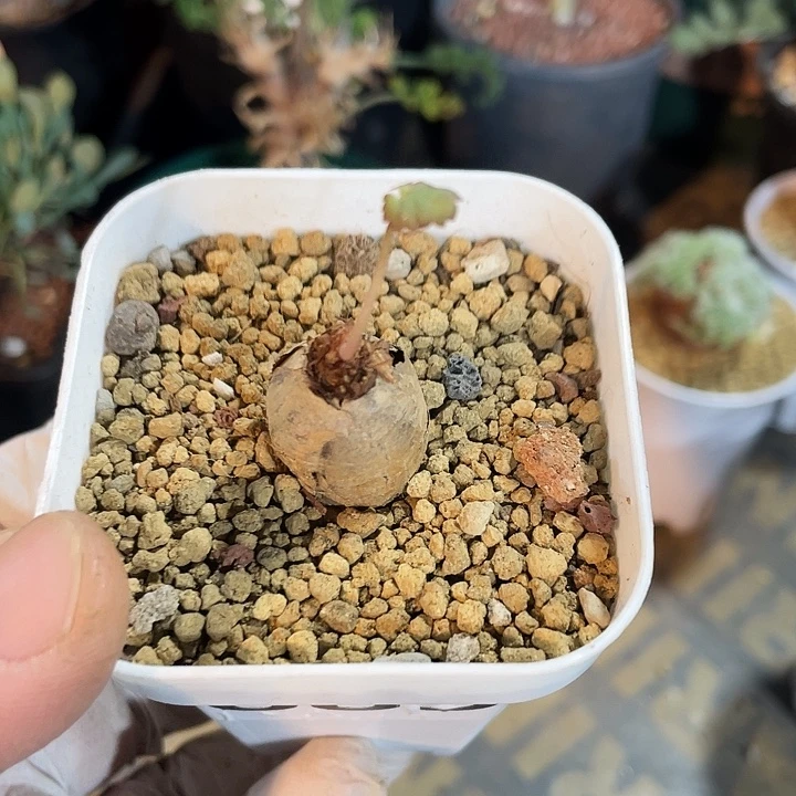 889产地肾叶杨葵块根