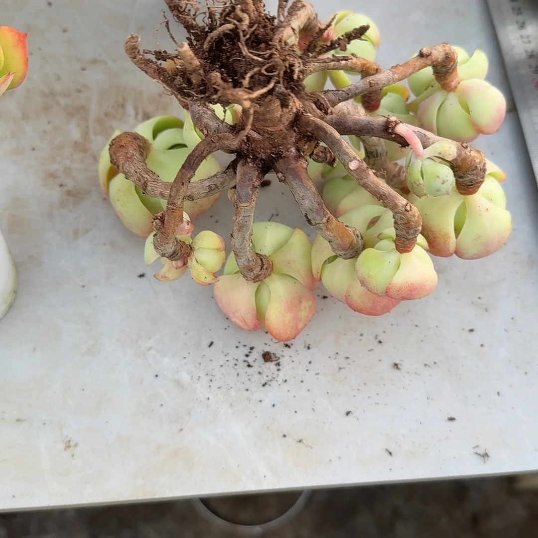 毛***主鸡蛋碧桃多肉植物一颗