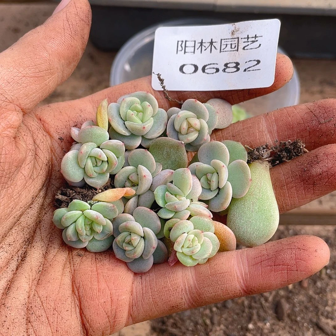 多肉植物多肉植物682