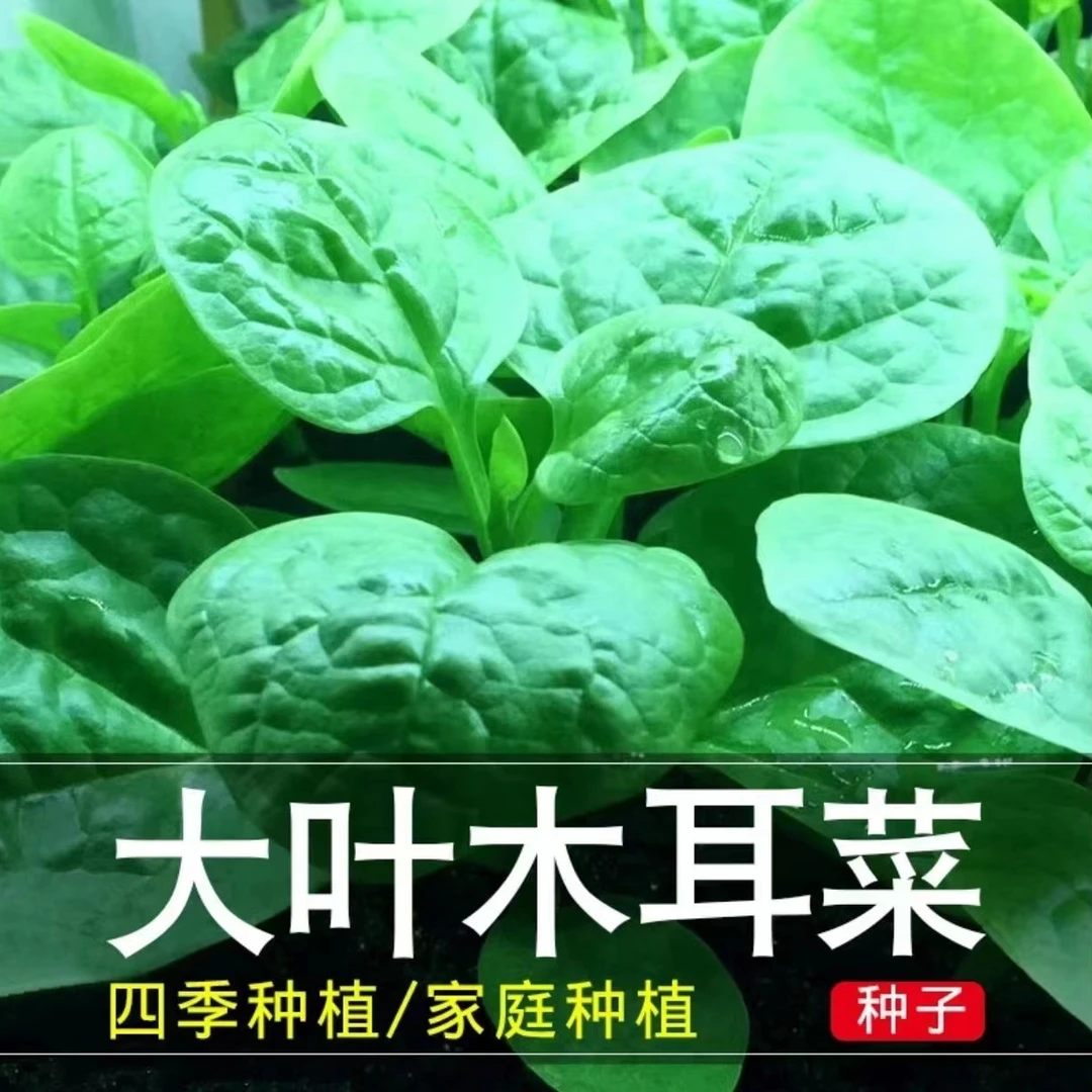 大叶木耳菜种子 小青菜耐高温多茬采收四季阳台盆栽高产蔬菜种子