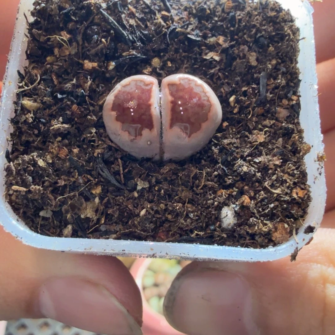 多肉葡萄的季节884