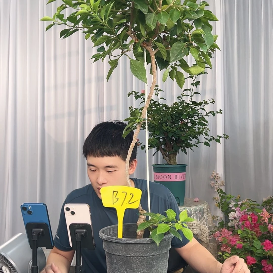 虎***妈大部分开放少量花苞B72佩德罗