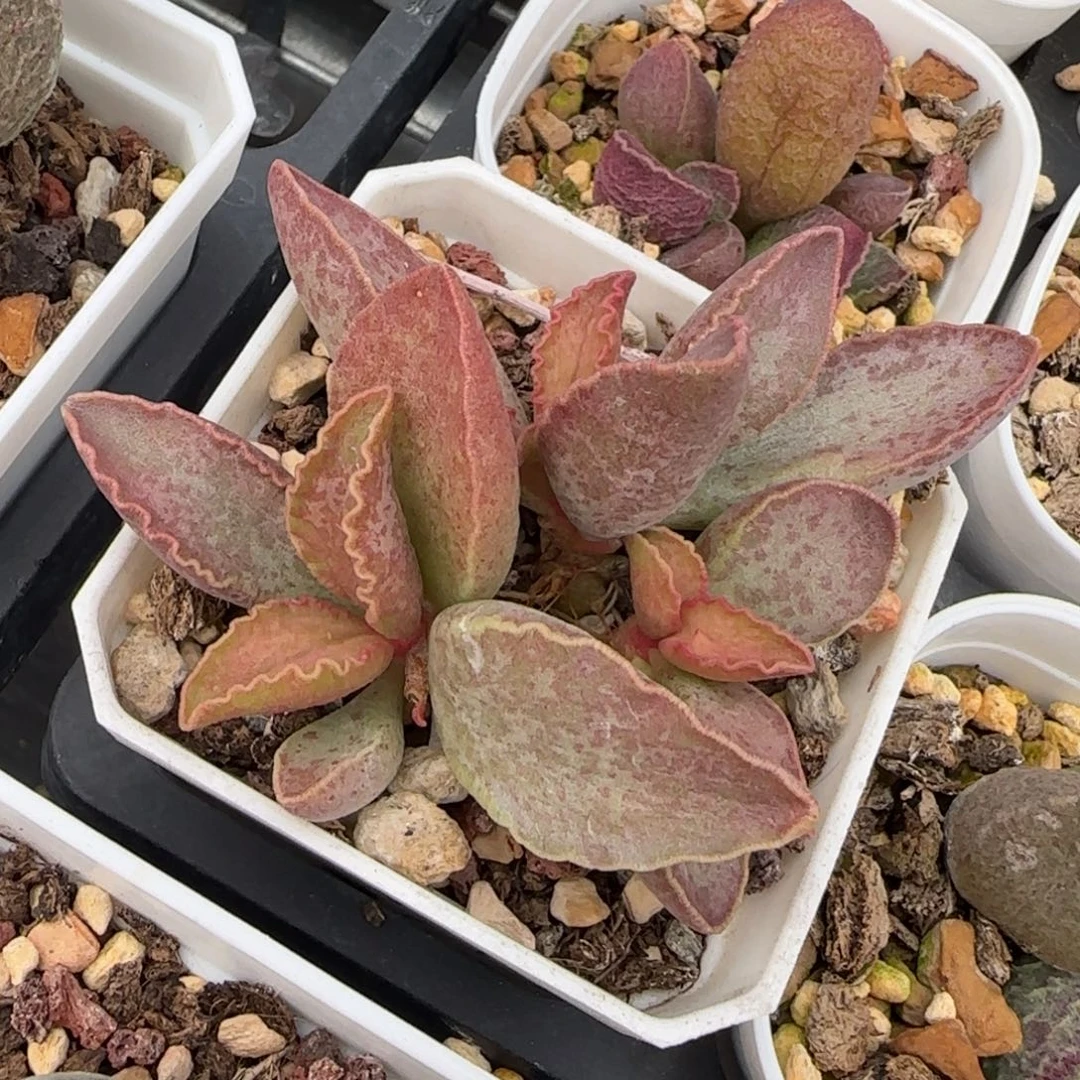 芒果水泡多肉植物