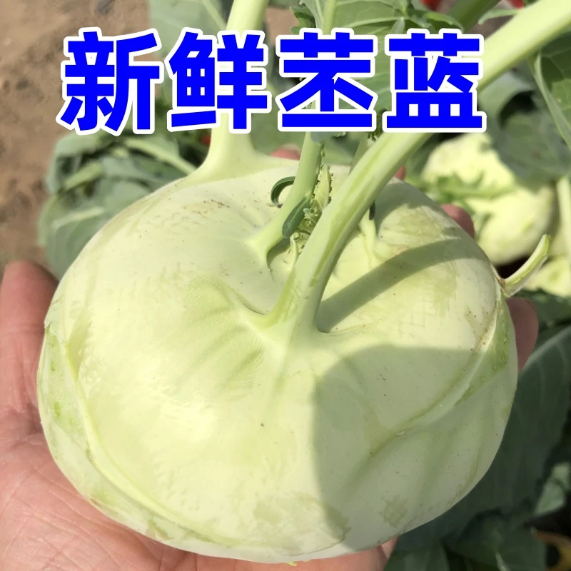新鲜苤蓝水果苤蓝河南农家菜可生吃