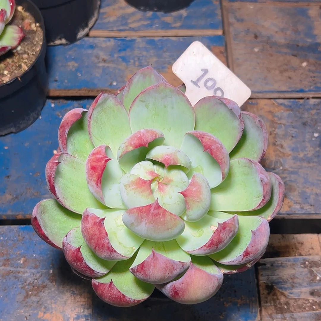 惊鸿仙子一物一拍100号