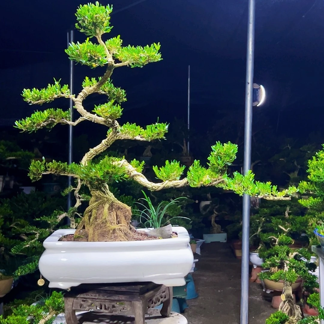 无花朵广东黄杨木盆景