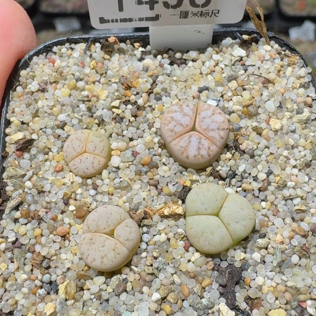 绝绝子生石花1436