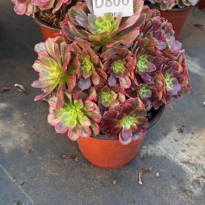 瑞妈多肉园艺806安娜，