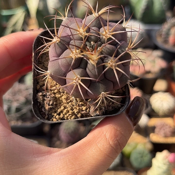 实生根天紫玉仙人球