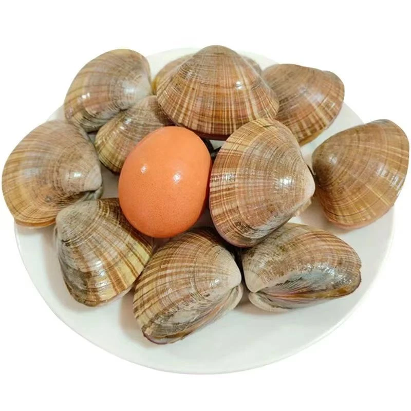 黄蚬子海鲜鲜活贝类水产丹东特产90%无沙率顺丰冷链发货