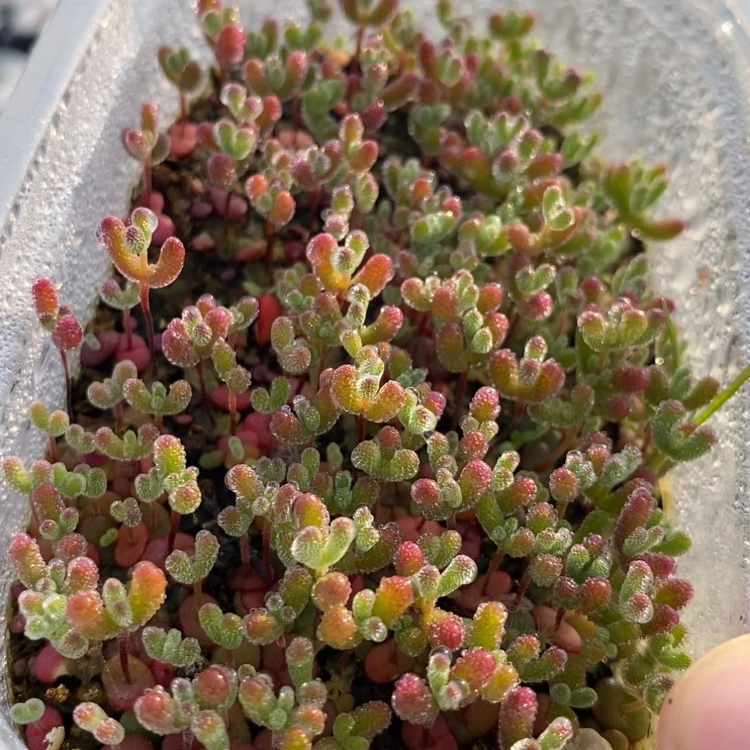 585混合切糕。  10个品种。