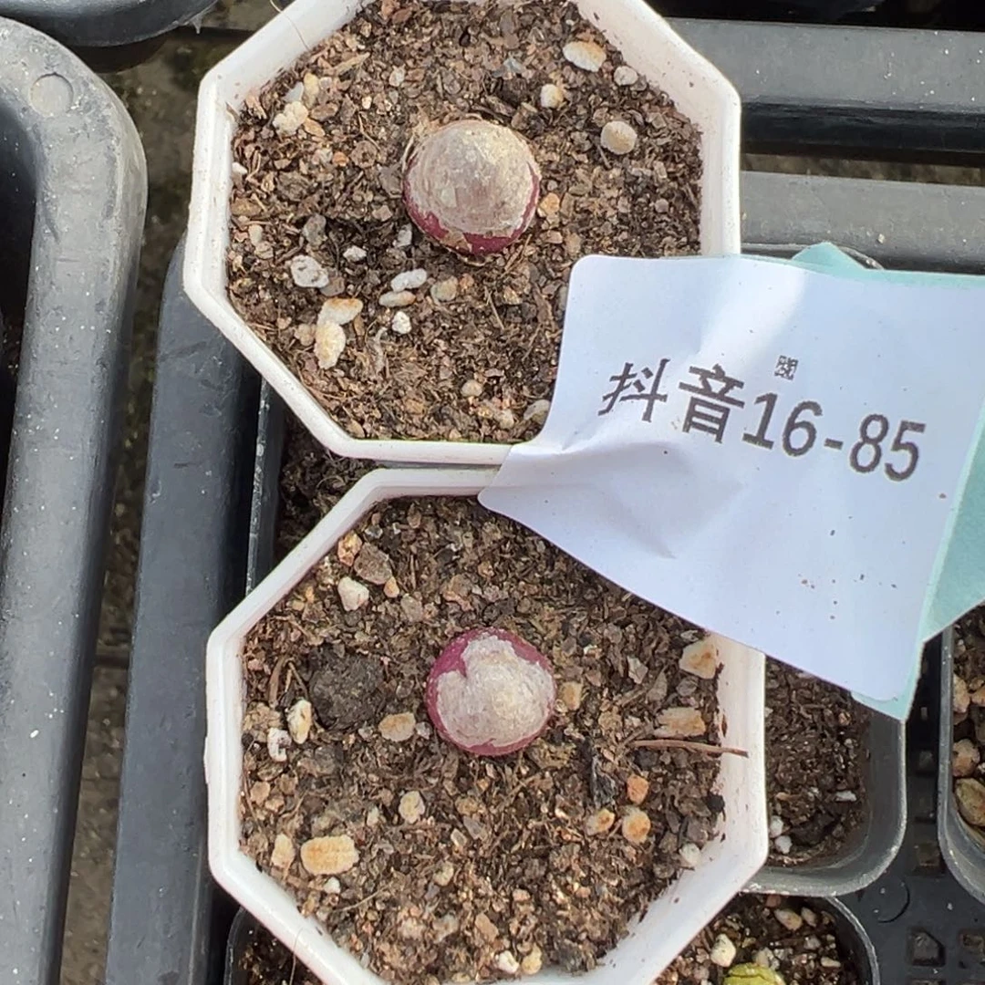 16-85灯泡多肉植物