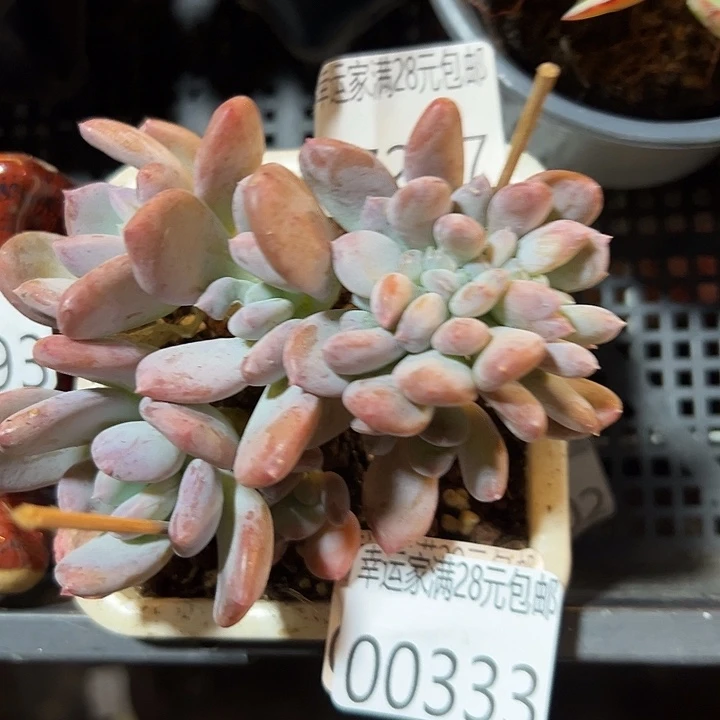 .***肉幸运的是我没有遇到过幸运