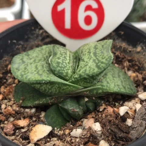 随**意小型珍珠蜗牛蜗牛