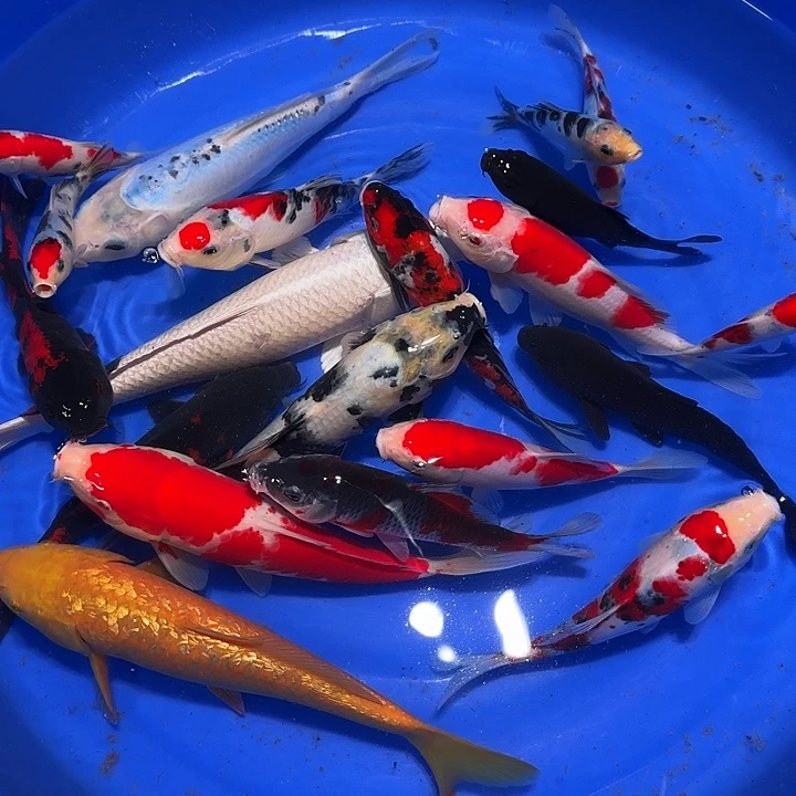 海水鱼高规格好吧吧宝宝