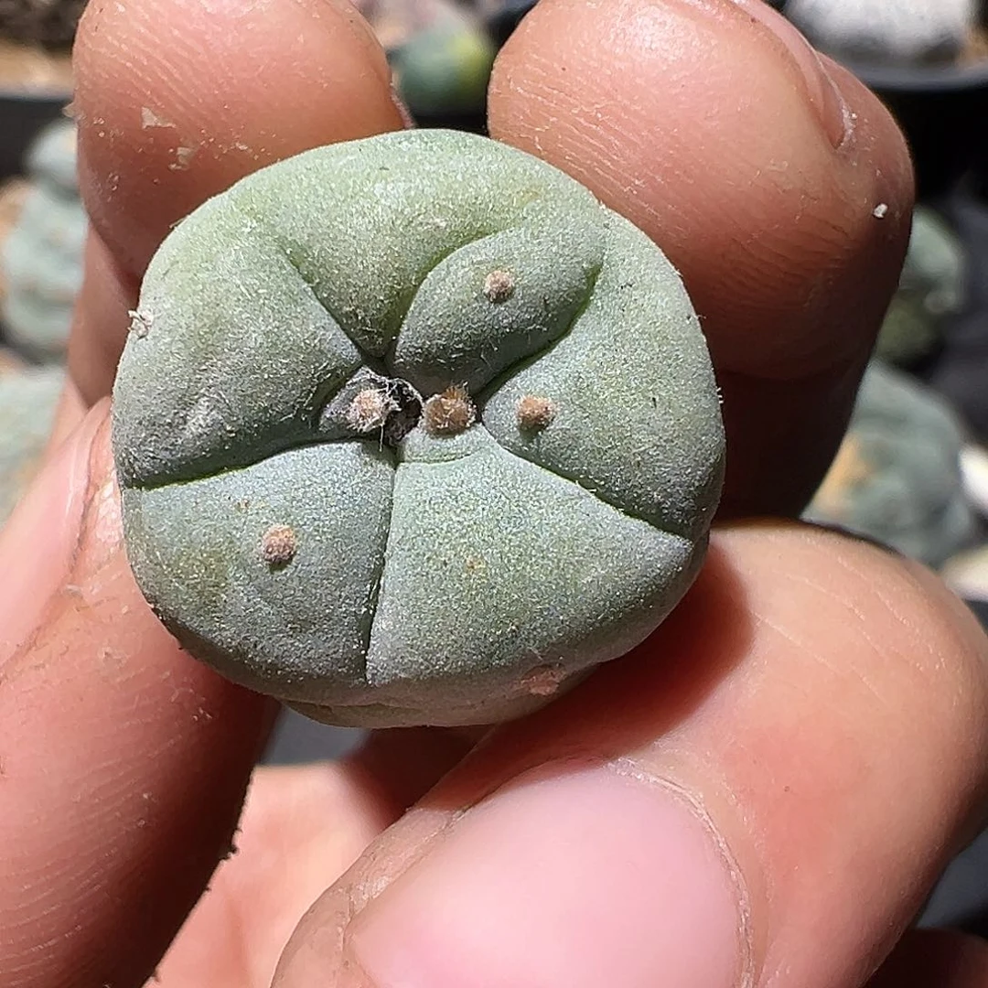 产地奇艺宝 大侧芽