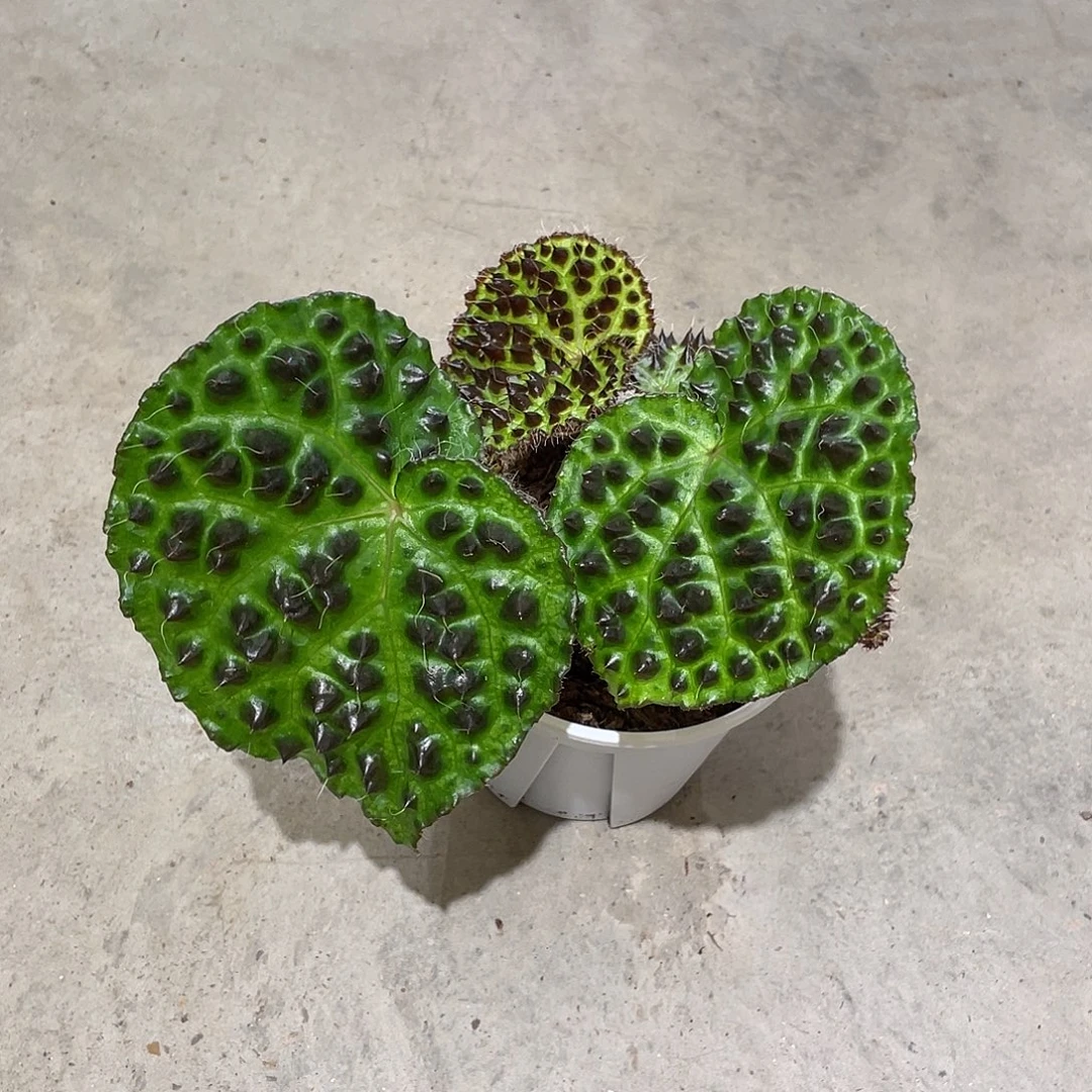 无花朵黑泡秋海棠