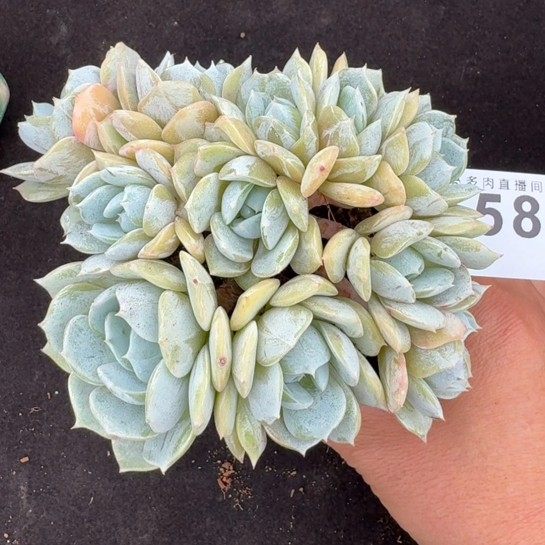 劳林朵朵        平安福寿多，财运福运走上坡