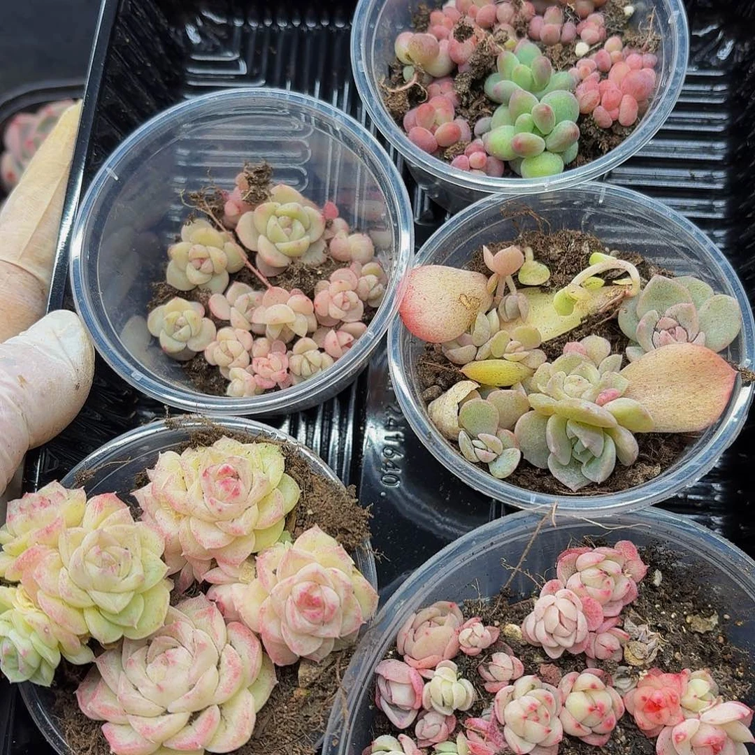 多肉植物多头肉植物455