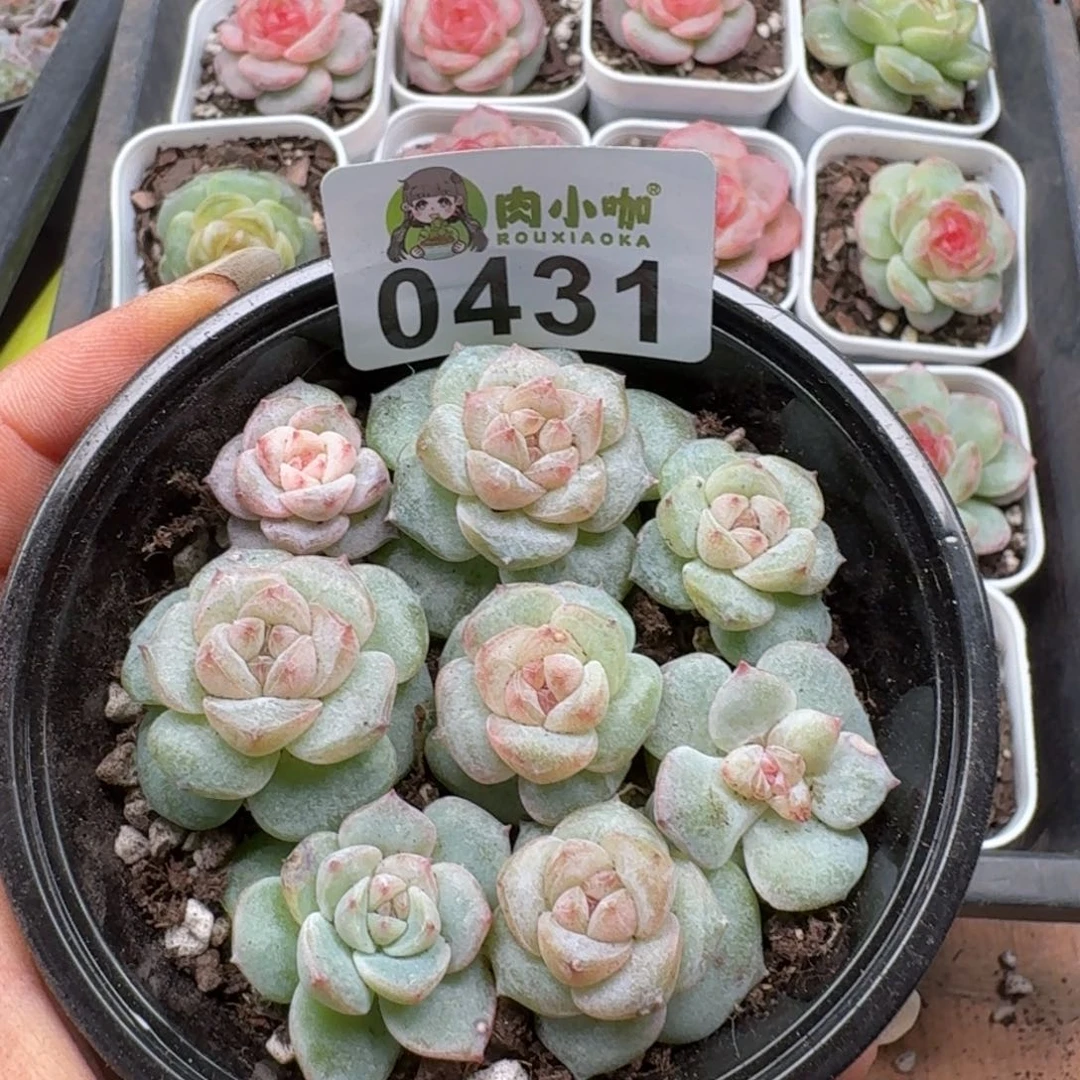 多肉植物多肉植物