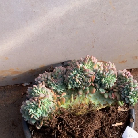 蓝*1384玛瑙缀化