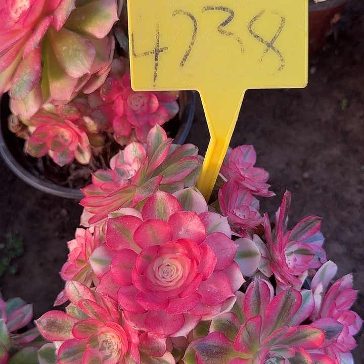 4238---荔枝多肉植物