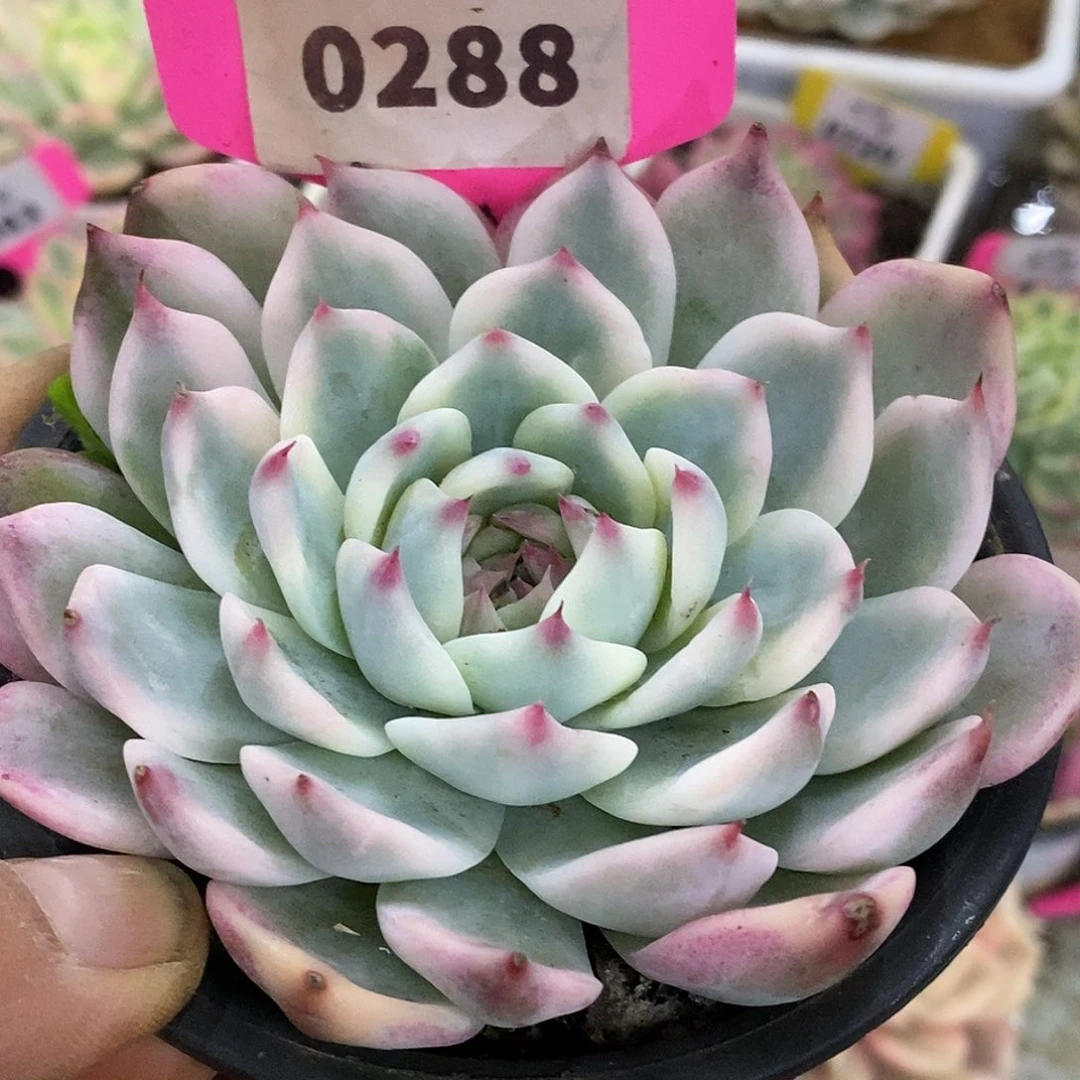 288娃娃哈哈高高挂起