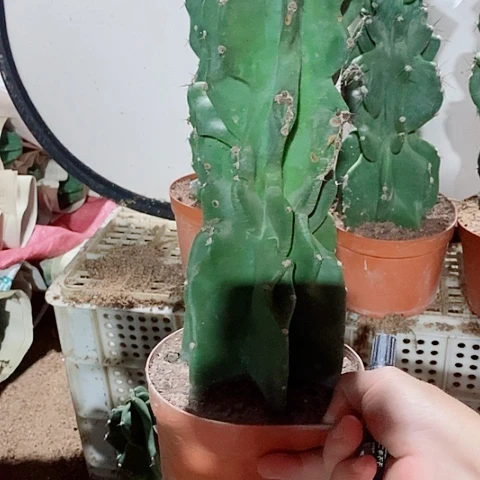 39公分左右脱土发货象腿量天尺