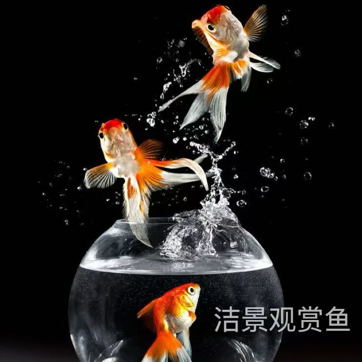 6-8蝶尾金鱼观赏鱼