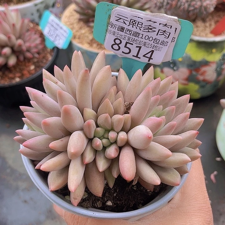 8514红蜻蜓。       